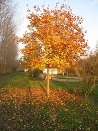 boom 1 in herfst.JPG